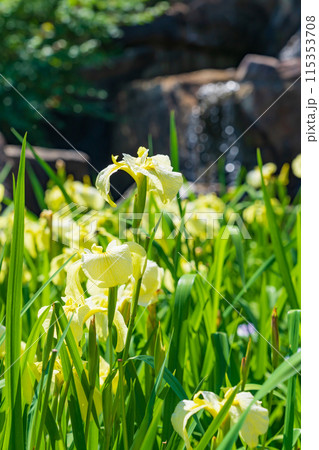 赤塚山公園、満開の花しょうぶ〈愛知県豊川市〉 115353708