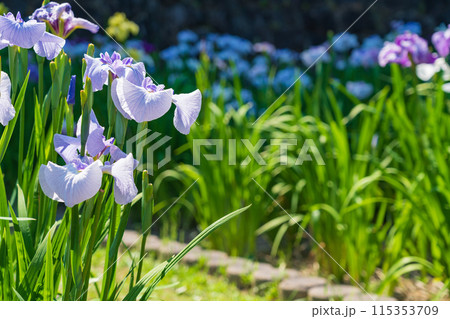 赤塚山公園、満開の花しょうぶ〈愛知県豊川市〉 115353709