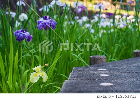 赤塚山公園、満開の花しょうぶ〈愛知県豊川市〉 赤塚山公園、満開の花しょうぶ〈愛知県豊川市〉 115353713