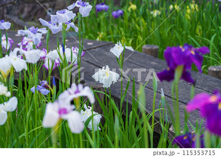 赤塚山公園、満開の花しょうぶ〈愛知県豊川市〉 赤塚山公園、満開の花しょうぶ〈愛知県豊川市〉 115353715