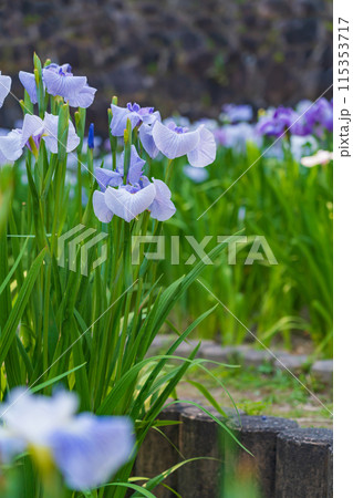 赤塚山公園、満開の花しょうぶ〈愛知県豊川市〉 115353717