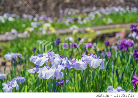 赤塚山公園、満開の花しょうぶ〈愛知県豊川市〉 赤塚山公園、満開の花しょうぶ〈愛知県豊川市〉 115353718