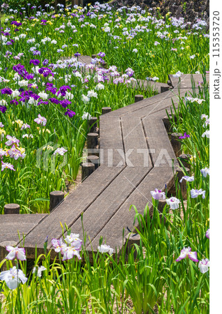 赤塚山公園、満開の花しょうぶ〈愛知県豊川市〉 115353720