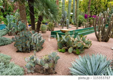 Exotic Cactus Garden Oasis - Desert Plant Display. Exotic Cactus Garden Oasis - Desert Plant Display. 115353787