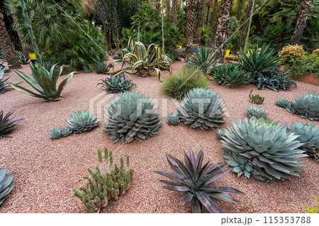 Exotic Cactus Garden Oasis - Desert Plant Display. Exotic Cactus Garden Oasis - Desert Plant Display. 115353788