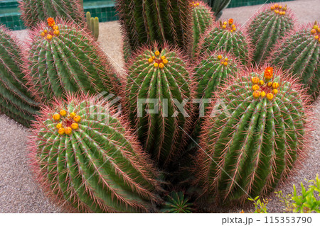 Vibrant clusters of barrel cactus bloom. Red thorns and yellow flowers. 115353790