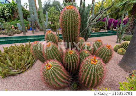 Vibrant clusters of barrel cactus bloom. Red thorns and yellow flowers. 115353791