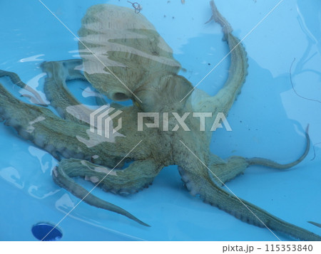 マダコが釣れました マダコが釣れました 115353840