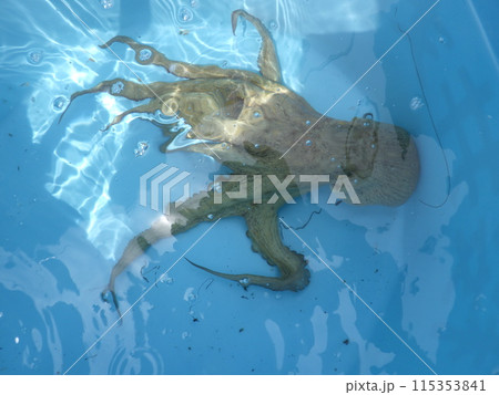 マダコが釣れました マダコが釣れました 115353841