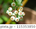 ブルーベリー　未熟 115353850