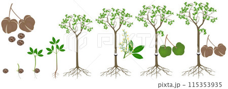 Cycle of growth of rubber tree Hevea brasiliensis plant on a white background. Cycle of growth of rubber tree Hevea brasiliensis plant on a white background. 115353935