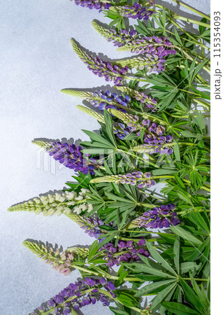 Lupine flowers. Purple and pink bud. 115354093