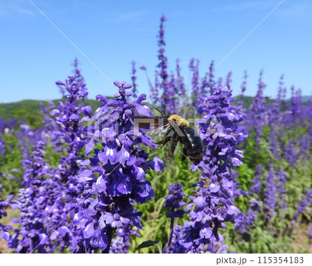 ブルーサルビアの花に来た「キムネクマバチ」 115354183