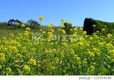春の菜の花畑のある風景 《日常》 春の菜の花畑のある風景 《日常》 115354289