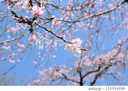 公園のさくら 公園のさくら 115354394