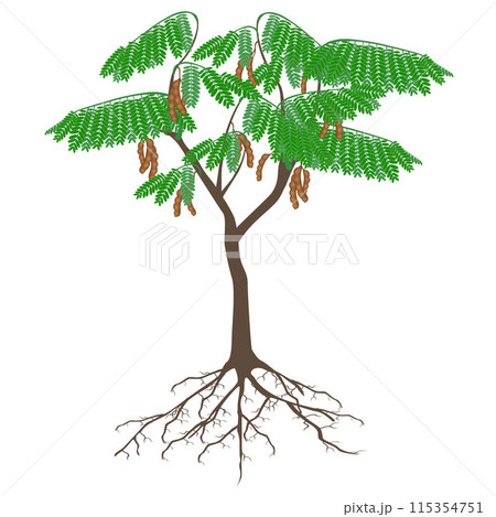 Tamarind tree with fruits and roots on a white background. 115354751