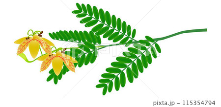 Tamarind flowers on a branch with leaves isolated on a white background. Tamarind flowers on a branch with leaves isolated on a white background. 115354794