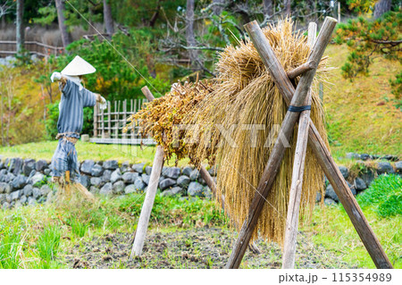 干された稲穂 115354989