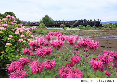真岡鐵道「モナルダと紫陽花の花咲く沿線風景」SL背景に 115355004