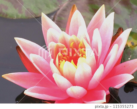睡蓮の花アップ 睡蓮の花アップ 115355273