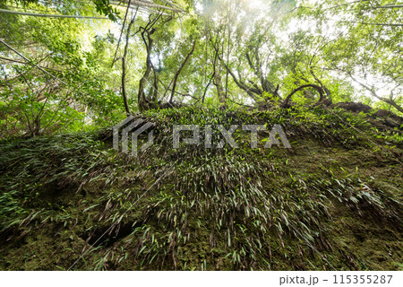 矢黒の切り通しの上部 矢黒の切り通しの上部 115355287