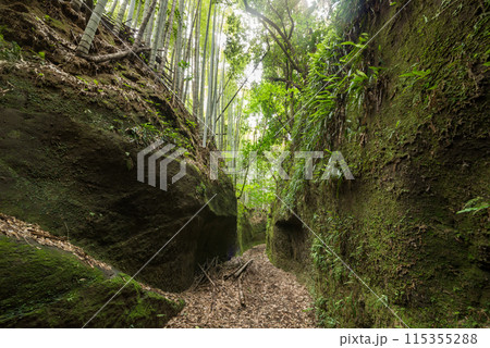 緑に覆われた矢黒の切り通し 115355288