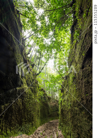 緑に覆われた矢黒の切り通し 緑に覆われた矢黒の切り通し 115355289