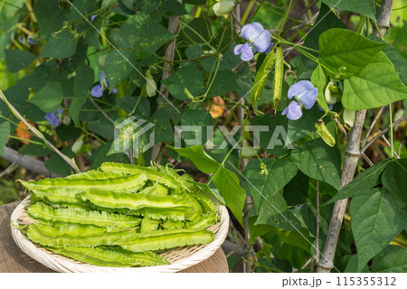 収穫したシカクマメとシカクマメの花 収穫したシカクマメとシカクマメの花 115355312