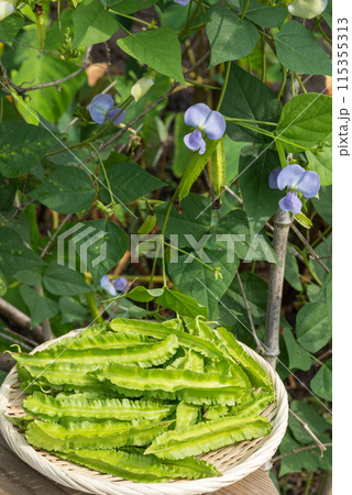 収穫したシカクマメとシカクマメの花 収穫したシカクマメとシカクマメの花 115355313
