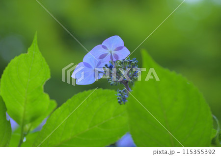 雨の中咲くあじさい 115355392
