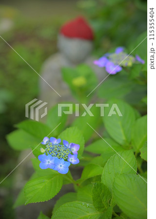 紫陽花に囲まれ 115355404