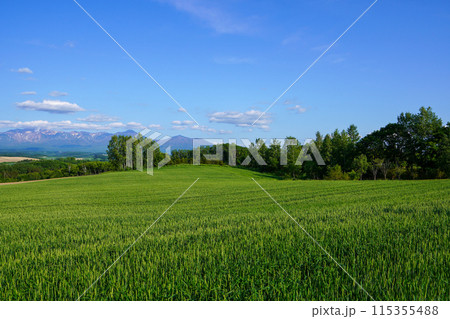 深山峠から見る風景（北海道上富良野町 115355488