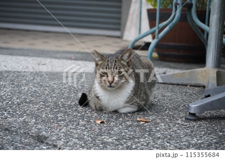 【台湾】道端に座っているキジトラ猫(日月潭) 【台湾】道端に座っているキジトラ猫(日月潭) 115355684