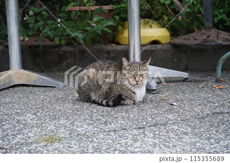【台湾】道端に座っているキジトラ猫（日月潭） 115355689