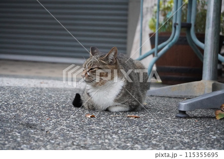 【台湾】道端に座っているキジトラ猫（日月潭） 115355695