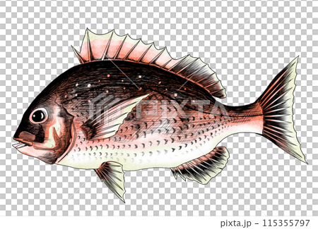 紅鯛魚的色鉛筆畫插圖,幸運符 紅鯛魚的色鉛筆畫插圖,幸運符 115355797