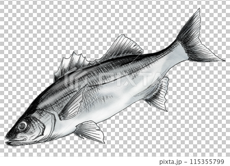 流行魚鱸魚的色鉛筆畫 115355799