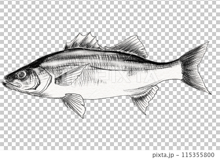 A simple black and white illustration of Suzuki, a popular lure fish A simple black and white illustration of Suzuki, a popular lure fish 115355800
