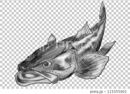 A simple, black and white, slightly realistic illustration of a flathead fish 115355801