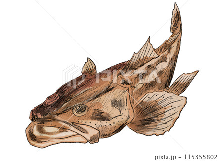 高級魚コチのちょっとリアルな色鉛筆画 115355802