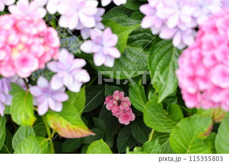 梅雨に咲く紫陽花 115355803