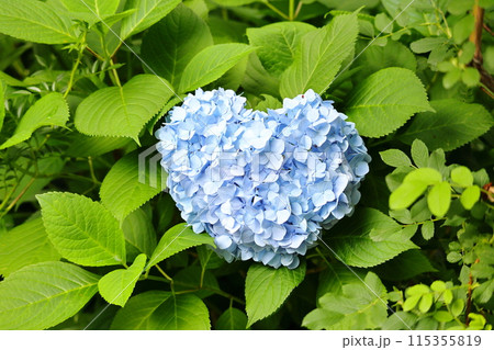 ハート形の紫陽花 115355819