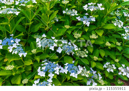 咲き始めの紫陽花 115355911