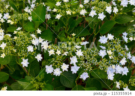 咲き始めの紫陽花 咲き始めの紫陽花 115355914