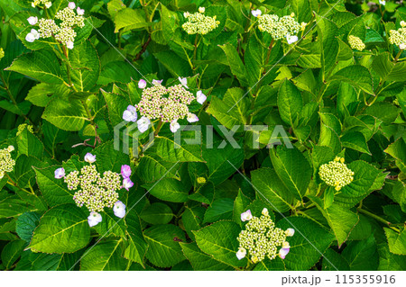 咲き始めの紫陽花 115355916