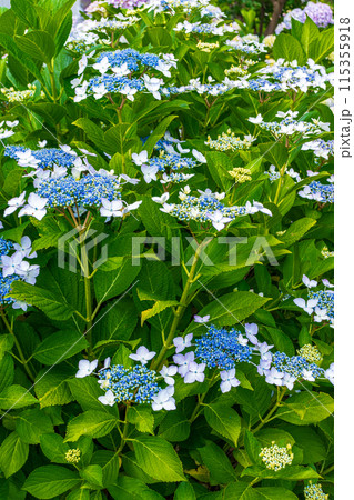 咲き始めの紫陽花 115355918