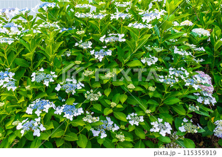 咲き始めの紫陽花 咲き始めの紫陽花 115355919