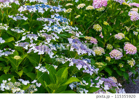 咲き始めの紫陽花 115355920