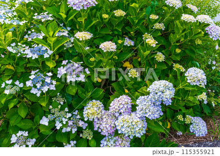 咲き始めの紫陽花 115355921