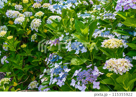 咲き始めの紫陽花 咲き始めの紫陽花 115355922